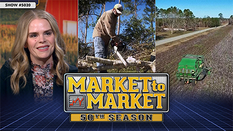 Market to Market - January 3, 2025 | Kristi Van Ahn-Kjeseth, man cutting branch with chainsaw and farm machinery in the field.