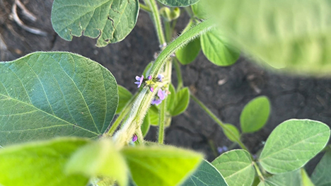 a plant