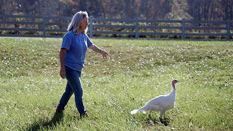 Farmer guides turkey back to pen
