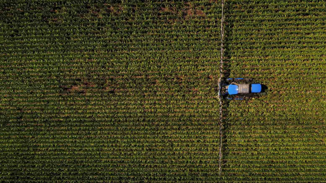 overhead shot of cover crop seeder moving through a corn field in Minnesota
