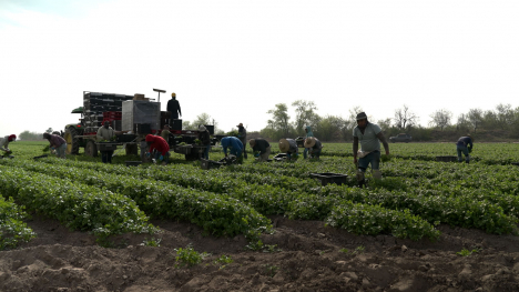 Farm workers in a field.