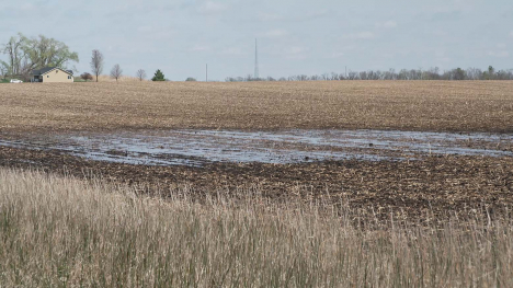 wet fields