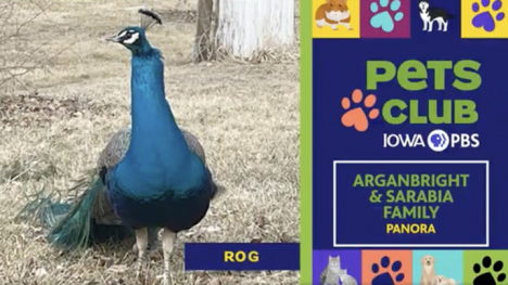 A bright blue peacock stands looking at the camera.