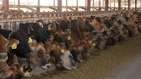 Cows feeding inside.