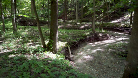A dirt trail cures through a dense forest.
