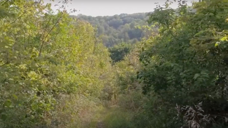 A rugged trail with steep hills and overgrown trees and grass.