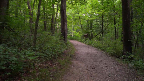 A dirt trail cures through a dense forest.