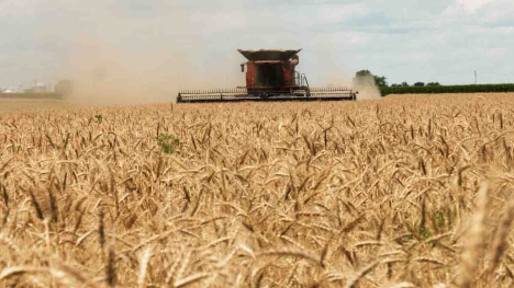 A combine harvests wheat in eastern Illinois. The wheat will be milled into flour.