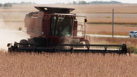 Red combine harvesting soybeans on a sunny day