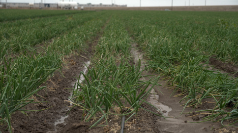 Onions being irrigated in the Rio Grande Valley of South Texas.