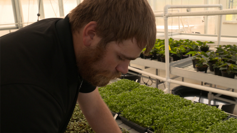working in a greenhouse