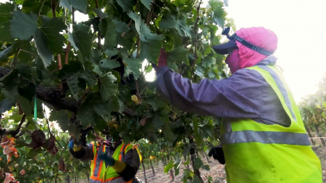 worker picking grapes