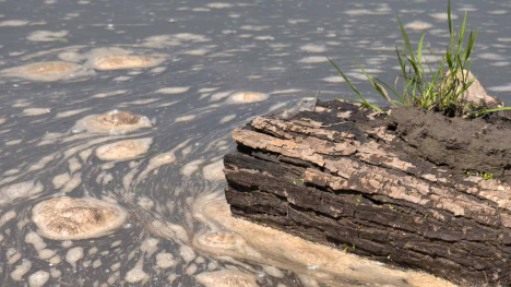 Nitrate floats on surface of Raccoon River in Iowa. Wet log lies on right side of image.