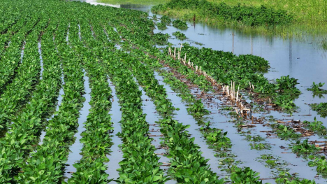 5045 flooded fields