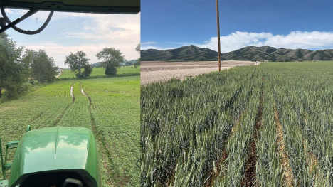 Wet bean field and shorter wheat field