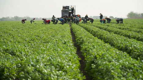farmworkers picking cilantro by hand