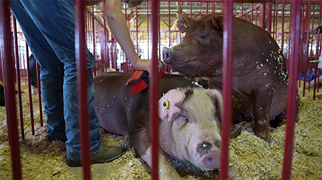 Jack Theobald brushes his hogs at the Muscatine County Fair.