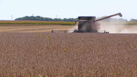 Red combine harvesting soybeans