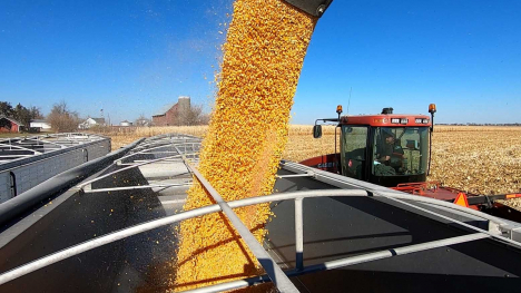 Corn flows into a transport truck during harvest.