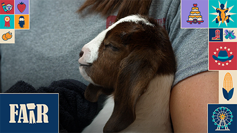 A white and brown baby goat is held in a person's arms.