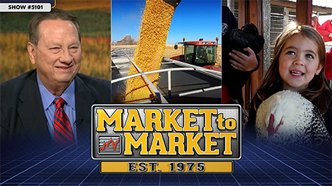 Market to Market - August 22, 2025 | John Roach, harvest corn falling into a corn transport truck and a little girl smiles while holding a chicken.