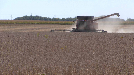 red combine in soybean field