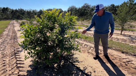 A former Florida citrus producer studies an orange tree bred in hopes of saving the industry.