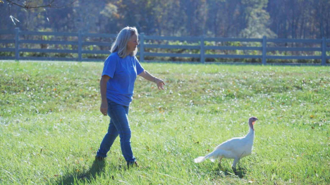 Farmer guides turkey back to pen