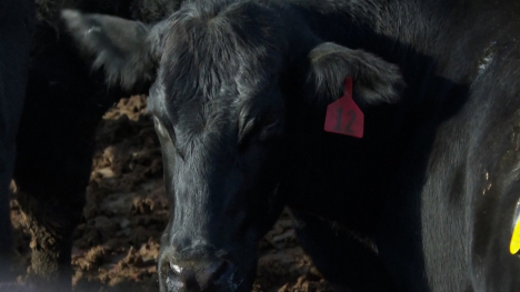 A tagged black cow.