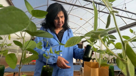 Mariangela Hungria studying soybeans in greenhouse.