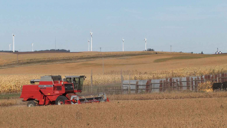 Massey Ferguson combine in beanfield with wind turbines in background