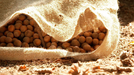 A bag of hazelnuts at an Oregon State University research farm.