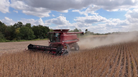 A red combine in a cornfield.
