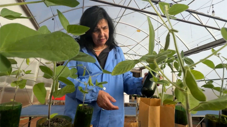 Dr. Hungria in the lab