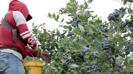 A man picks blueberries on an Oregon farm.