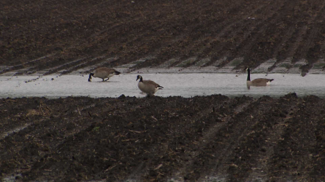 Canadian geese in a Midwest field