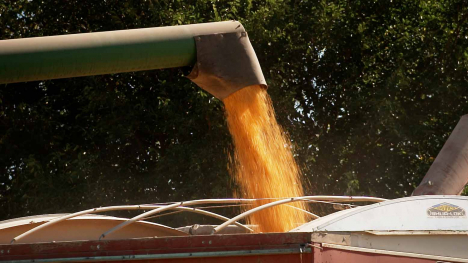 Combine auger pouring corn into truck.