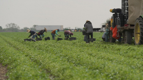 Farm workers in a field.
