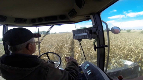 Farmer combines corn