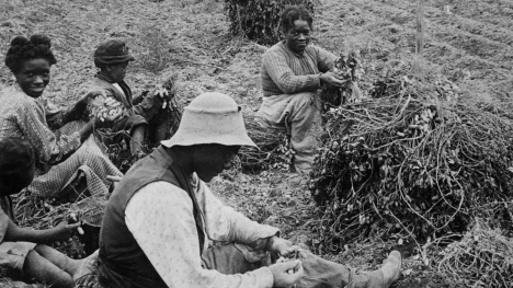 Freed slaves harvest peanuts in Virginia around 1890.