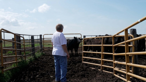 A South Dakota rancher looks over her cattle.