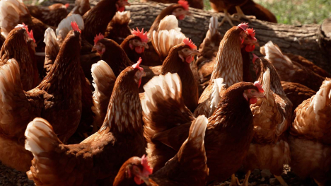Highland Brown chickens in an pasture.