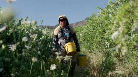 A man picks blueberries on an Oregon farm.