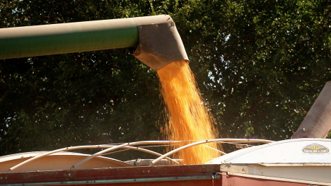 corn being poured into a trailer