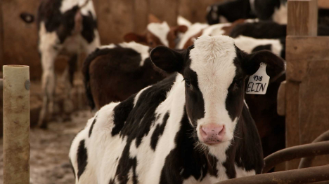 A young dairy replacement heifer at a farm in Iowa.