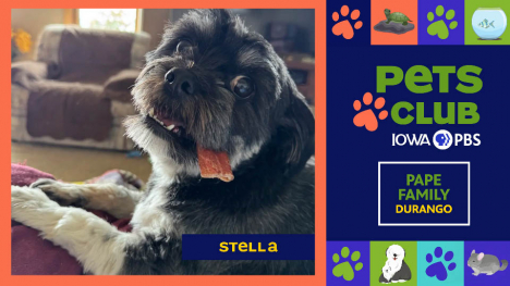 Pets Club -  July 9, 2026