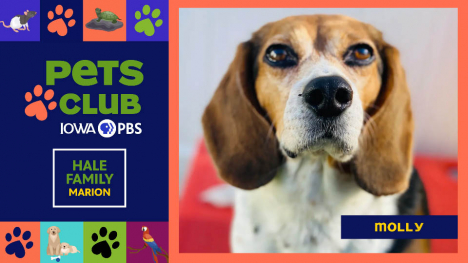 Pets Club -  July 16, 2026