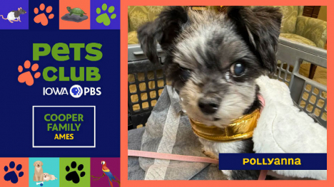 Pets Club -  July 30, 2026