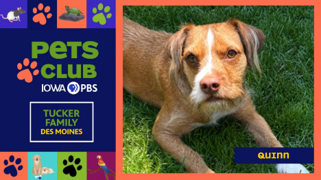 Pets Club -  August 13, 2026