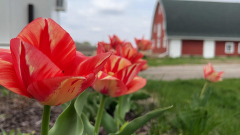 Flowers bloom at a central Illinois farm
